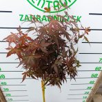Javor dlaňolistý (Acer palmatum) 'Skeeter's Broom'- výška 110-120 cm, kont. C4L - NA KMIENKU